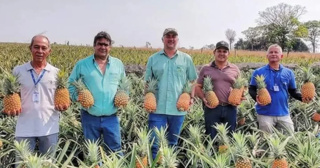 Triângulo Mineiro: Inovação em Abacaxi e Excelência no Café Impulsionam Agronegócio Regional